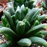 Haworthia saXlongXtruncata P1230951.JPG